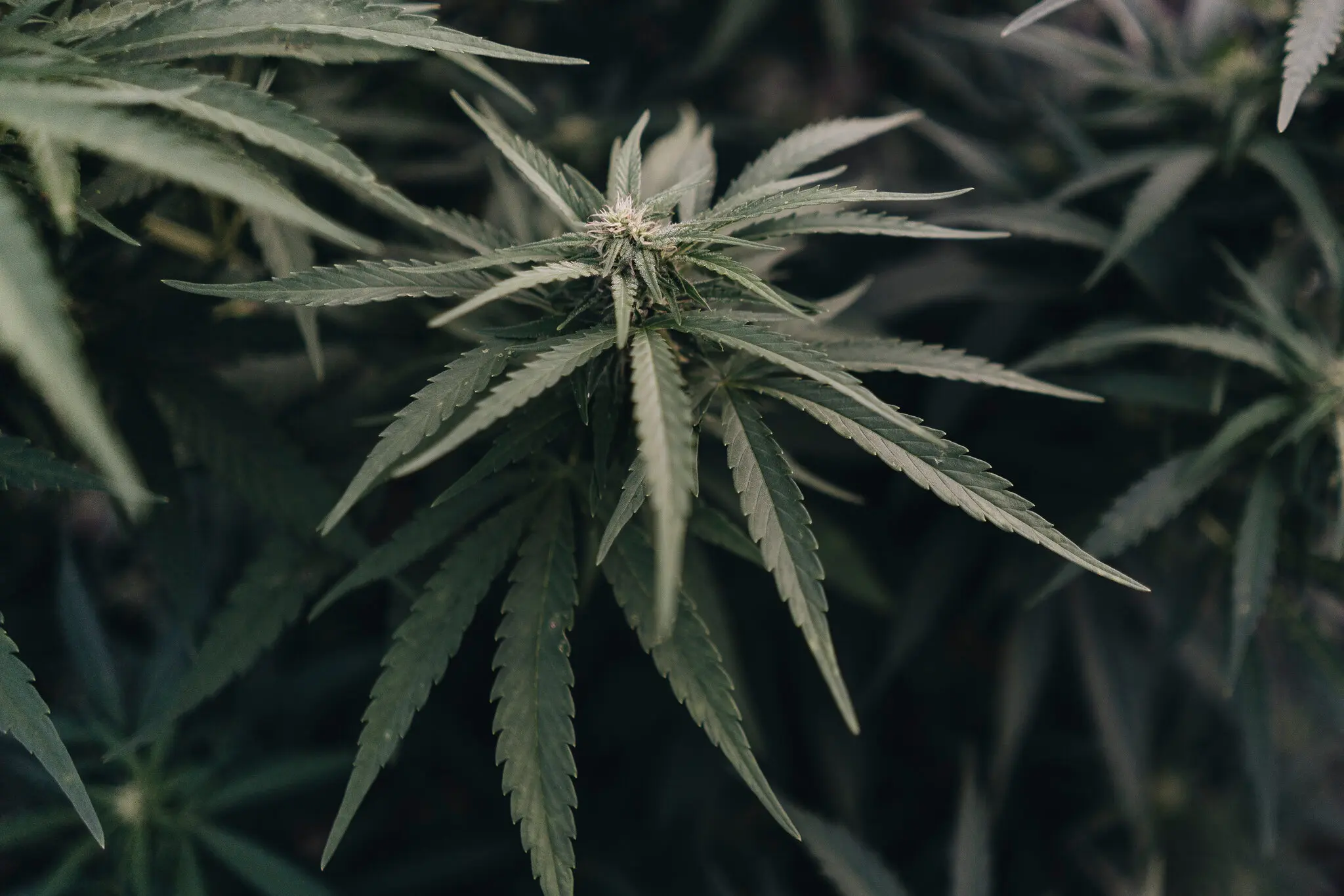 A marijuana plant